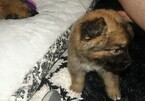 Small Photo #2 German Shepherd Dog Puppy For Sale in PALATKA, FL, USA