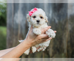 Small #1 Cocker Spaniel-Poodle (Miniature) Mix