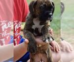 Small Photo #2 Boxer Puppy For Sale in SENECA, KS, USA