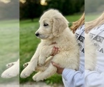 Small Photo #6 Goldendoodle Puppy For Sale in SOUTHBURY, CT, USA