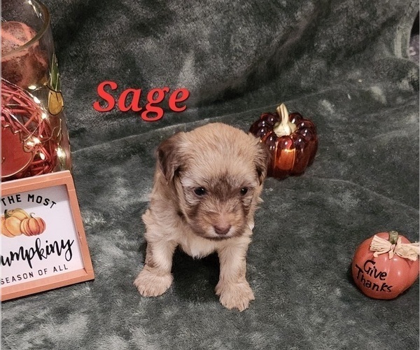 Medium Photo #6 Havanese Puppy For Sale in ALBION, PA, USA