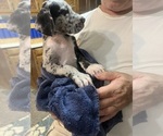 Puppy Willow Great Dane