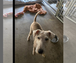 Small #1 Lakeland Terrier