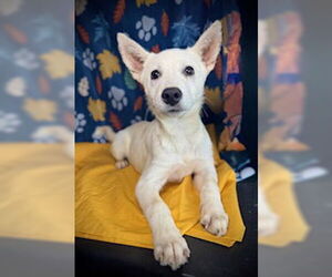 Siberian Husky-pomeranian spitz Mix Dogs for adoption in Pleasanton, TX, USA