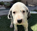 Small #3 Dalmatian