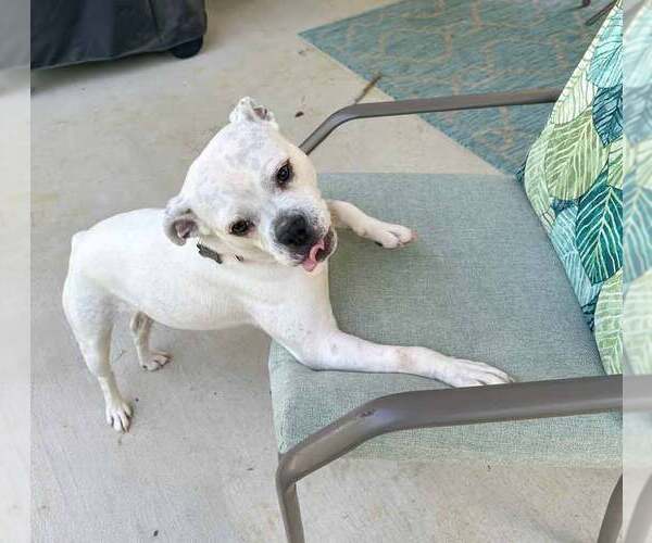 Medium Photo #14 Bulldog-Unknown Mix Puppy For Sale in Kennesaw, GA, USA
