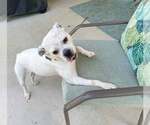 Small #13 Bulldog Mix