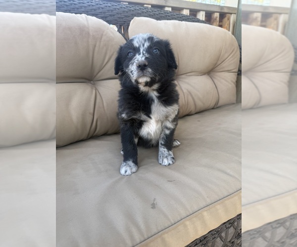 Medium Photo #30 Australian Shepherd Puppy For Sale in WILLIAMS, AZ, USA