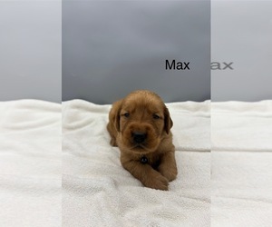 Golden Retriever Dog for Adoption in FREDERICKSBG, Ohio USA