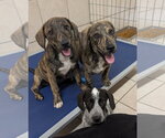 Small #3 Mountain Cur
