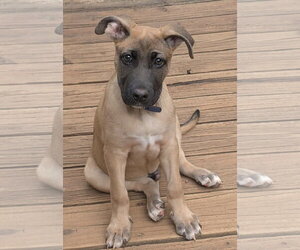 Mutt Dogs for adoption in Rustburg, VA, USA