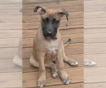 Small Mutt