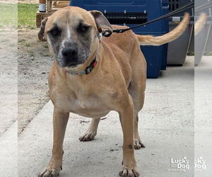 Labrador Retriever-Unknown Mix Dogs for adoption in Washington, DC, USA