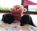 Puppy Puppies Labrador Retriever