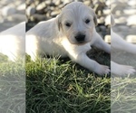 Small Photo #4 Golden Retriever Puppy For Sale in HUNTINGTON, IN, USA
