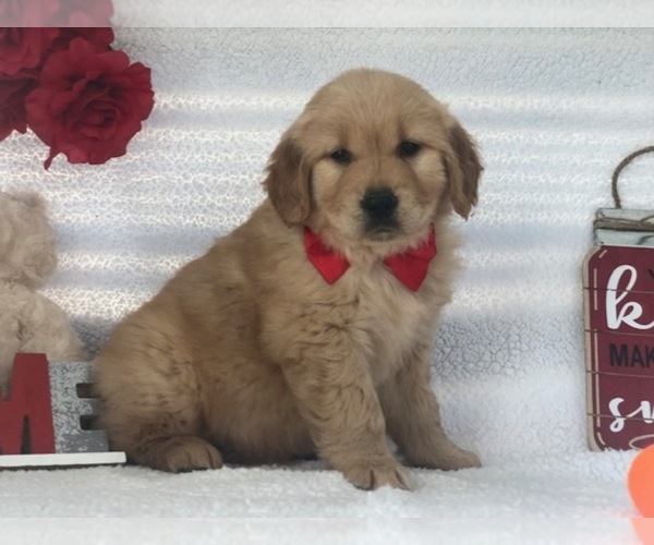 Medium Photo #4 Golden Retriever Puppy For Sale in CLAY, PA, USA