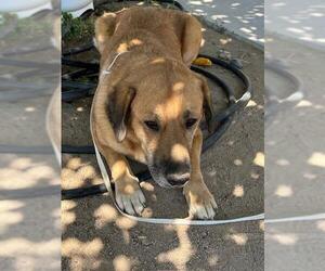 Labrador Retriever-Unknown Mix Dogs for adoption in HESPERIA, CA, USA