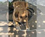 Small Labrador Retriever Mix