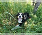 Small #2 Bernese Mountain Dog