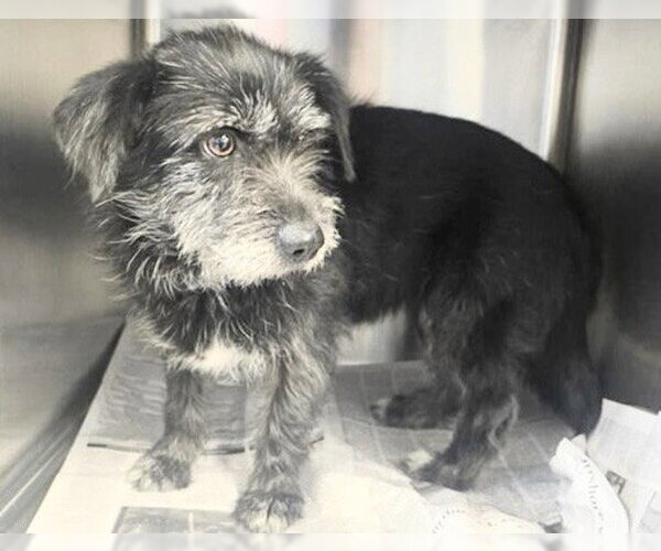 Medium Photo #1 Mutt Puppy For Sale in Houston, TX, USA