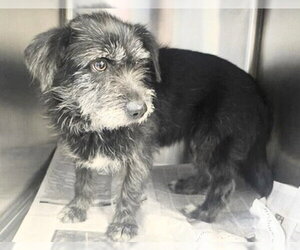 Mutt Dogs for adoption in Houston, TX, USA