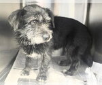 Small Mutt