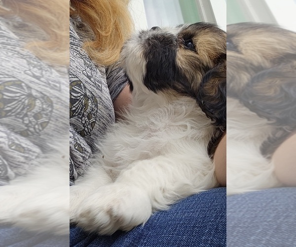 Medium Photo #2 Cava-Tzu Puppy For Sale in KEWAUNEE, WI, USA