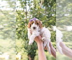 Puppy Puppy 6 Goldendoodle (Miniature)