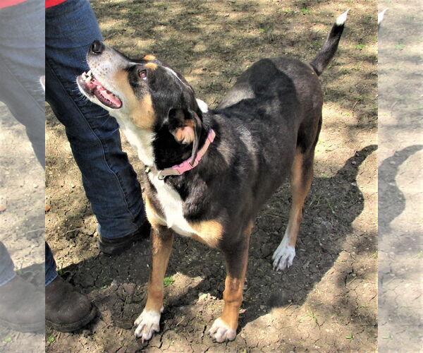 Medium Photo #2 Catahoula Leopard Dog-Unknown Mix Puppy For Sale in Godley, TX, USA