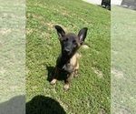 Small Photo #7 Malinois Puppy For Sale in BLUE SPRINGS, MO, USA