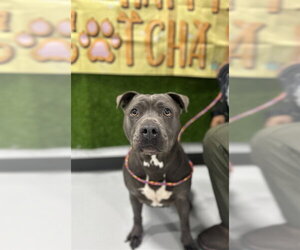 Mutt Dogs for adoption in Temple, TX, USA