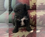 Small Photo #3 Jack-A-Poo Puppy For Sale in REBERSBURG, PA, USA
