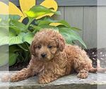 Small #2 Cavapoo (Miniature)