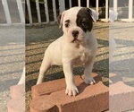 Small Photo #3 American Bulldog Puppy For Sale in SHREVEPORT, LA, USA