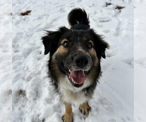 Australian Shepherd-Unknown Mix Dogs for adoption in Kanab, UT, USA