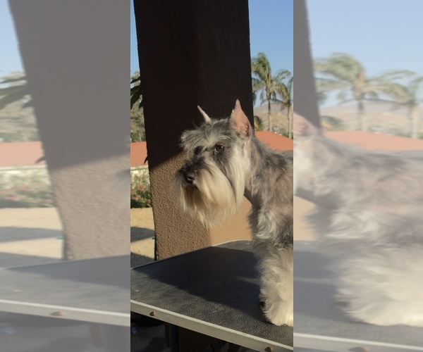 Medium Photo #9 King Schnauzer Puppy For Sale in MORENO VALLEY, CA, USA