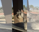 Small #8 King Schnauzer