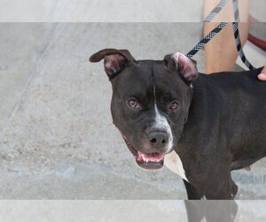 Staffordshire Bull Terrier-Unknown Mix Dogs for adoption in Abbeville, LA, USA