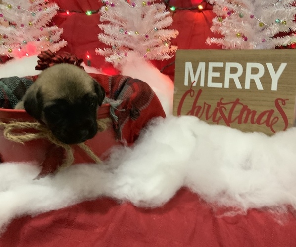 Medium Photo #4 Mastiff Puppy For Sale in TITUSVILLE, FL, USA