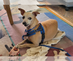 Ravioli - Female Chiweenie Dog for Adoption - Photo #2