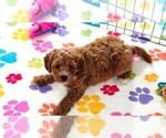 Small #1 Cavapoo (Miniature)-Poodle (Toy) Mix