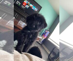 Mastiff-Poodle (Standard) Mix Dog for Adoption in HERALD, California USA
