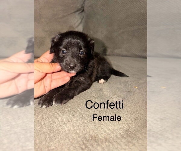 Medium Photo #1 Mutt Puppy For Sale in Studio City, CA, USA