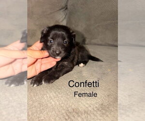 Mutt Dogs for adoption in Studio City, CA, USA