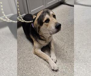Shepradors Dogs for adoption in Lodi, CA, USA
