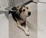 ACORN - Male Shepradors Dog for Adoption - Small photo