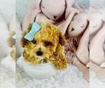 Small #7 Poodle (Toy)