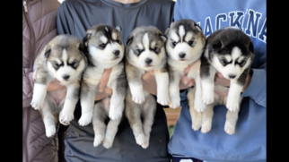 Siberian Husky Puppy for sale in COUNTY LINE, AL, USA