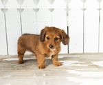 Small #3 Dachshund