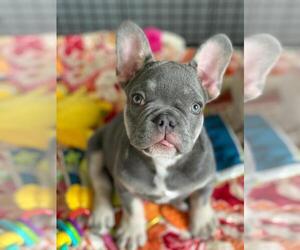 French Bulldog Puppy for sale in SACRAMENTO, CA, USA